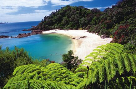 Reviews of services in Northland